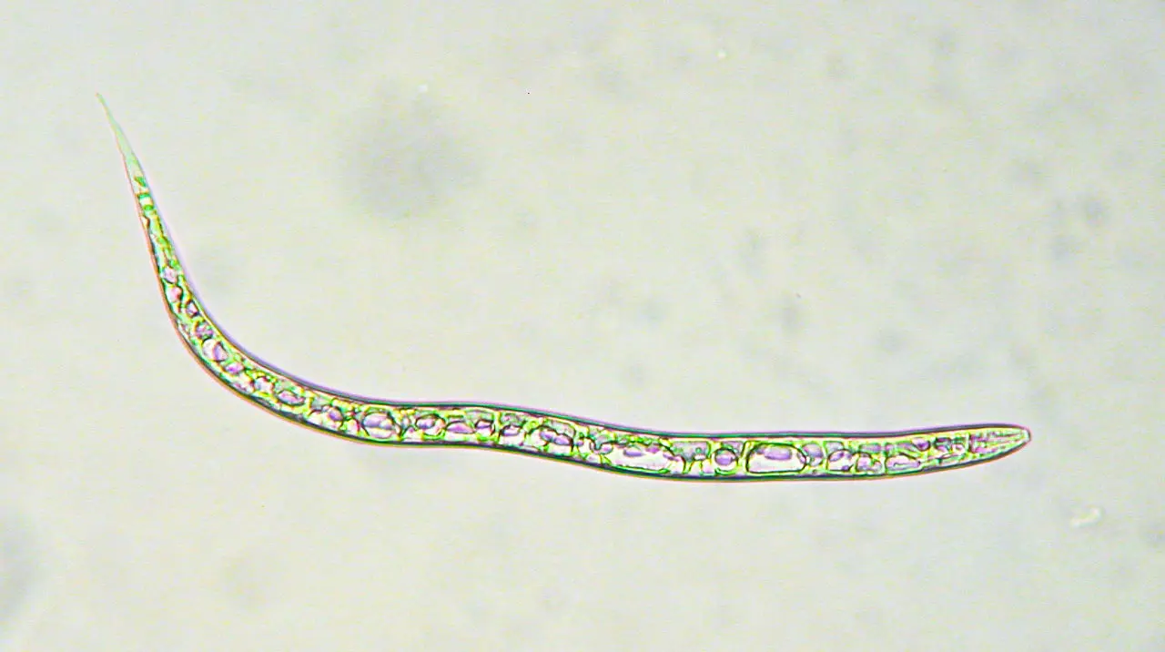 Nematodo