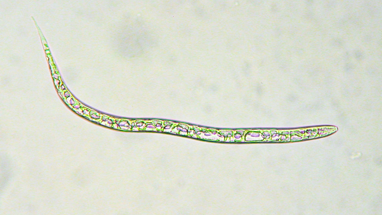 Nematodo